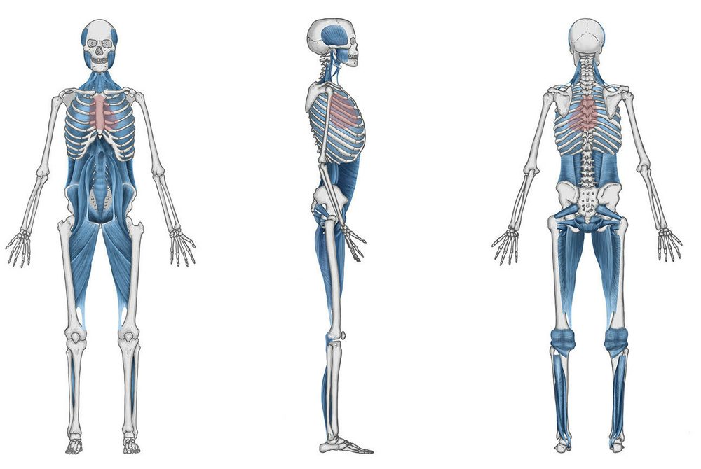 Układ mięśniowo-powięziowy — łańcuchy anatomiczne