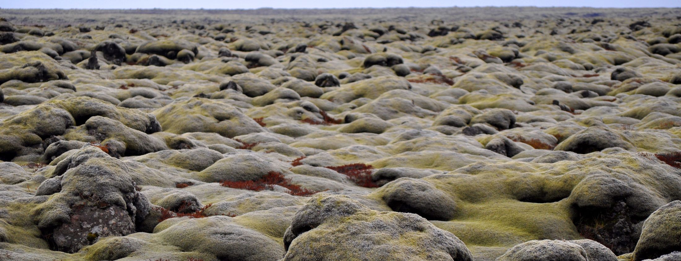 Islandzkie pole lawy porośnięte mchem